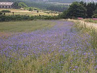 Kornblumen in Feld - Aspekt