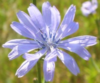 Bluete der Wegwarte, 6.7.2003