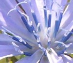 Cichorium intybus Blueteninneres