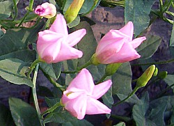 Convolvulus arvensis schließende Blüten, Juli 2003