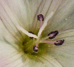 Ackerwinde Blüteninneres, Juli 2003