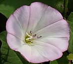 Ackerwinde Blüte, Juli 2003