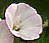 Convovulus arvensis