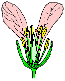 Kreuzblütler-Blüte