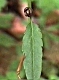 Dentaria bulbifera Blatt