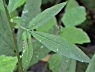 Dentaria bulbifera Blatt 2