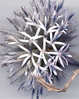 Kugeldistel Bl&uuml;te, gescannt Sommer 2002