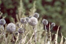 Kugeldistel Aspekt