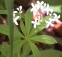 Galium odoratum