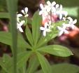 Waldmeister
