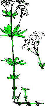 Waldmeister Zeichnung