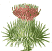 Eselsdistel