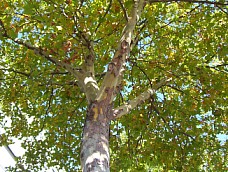 Platanus x hispanica Oktober 2003