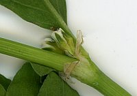 Polygonatum aviculare Scan Ausschnitt
