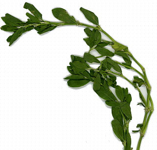 Polygonatum aviculare Scan