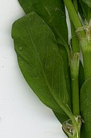 Polygonatum aviculare Scan Ausschnitt Blatt