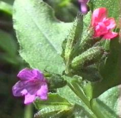 Lungenkraut verschiedene Bl&uuml;tenfarben