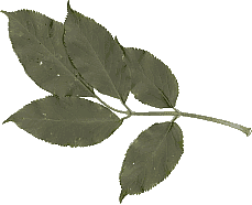Sambucus nigra Blatt gescannt