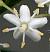 Sambucus nigra