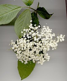 Blütendolde Schwarzer Holunder - gescannt
