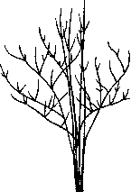 Strauchform des Schwarzen Holunders (aus Rothmaler(