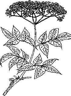 Zeichnung Rothmaler: Blühender Zweig von Sambucus nigra