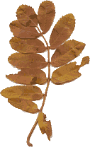 Gescanntes Herbstblatt der Vogelbeere