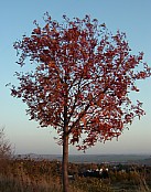 Eberesche - Vogelbeere Baum Mendig November 2003