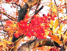 Vogelbeeren am Baum - Mendig November 2003
