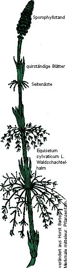 Waldschachtelhalm