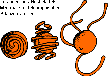 Sporen von Schachtelhalmen