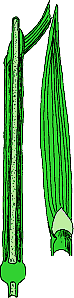 Poaceae - Blatt und Stengel