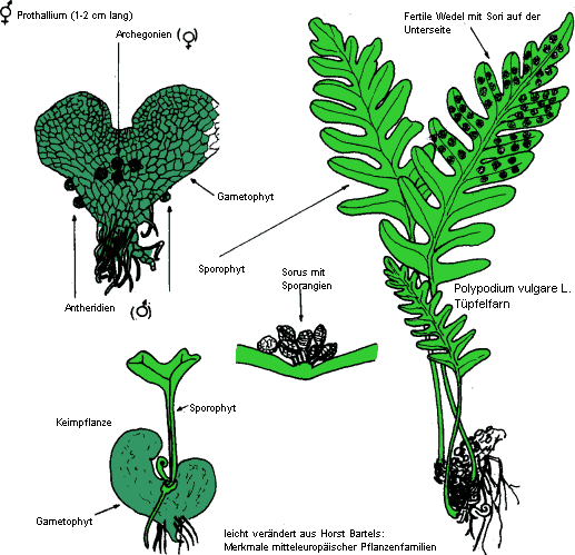 Tüpfelfarn