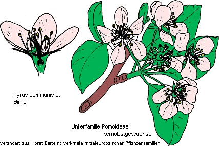 Grafik aud "Horst Bartels - Merkmale mitteleuropäischer Pflanzenfamilien"