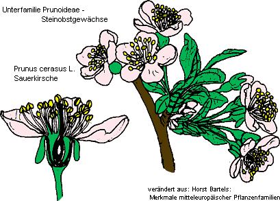 Bild aus "Horst Bartels - Merkmale mitteleuropäischer Pflanzenfamilien"