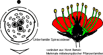 Spiraeoideae